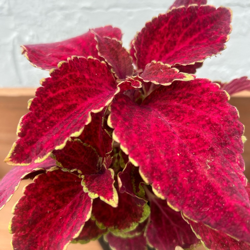 Sun Coleus